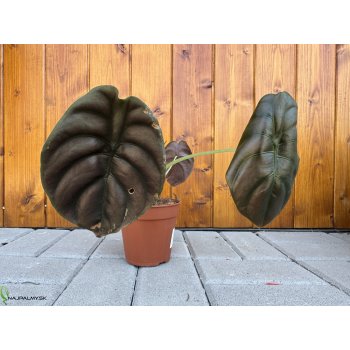 Alocasia cuprea (Alokázia cuprea) ´RED SECRET´ - výška 20-30 cm, kont. C1L